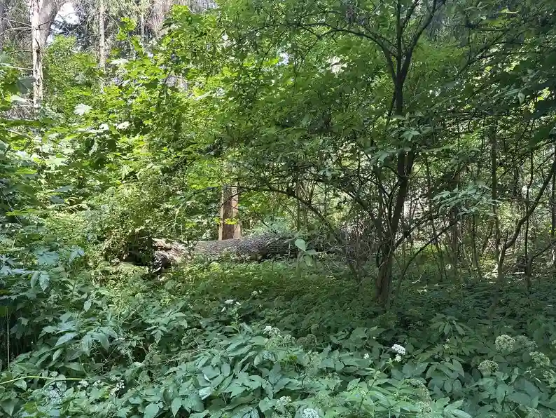 У Івниці на Житомирщині занепадає історичний парк: аварійні дерева загрожують мешканцям