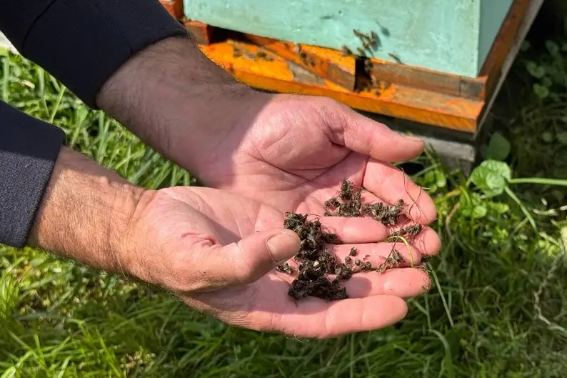 Масовий мор бджіл на Житомирщині: пасічники звинувачують агропідприємство